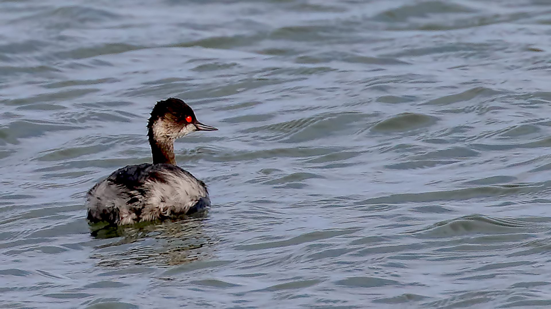 Eared Grebe